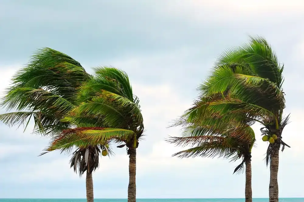monsoon